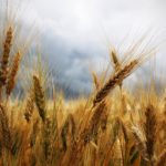 Fibre e benessere. Scopriamo come le fibre incidono sulla nostra salute Tagmedicina, fibre