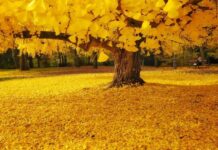 Ginkgo biloba, una pianta medicinale che aiuta la memoria tagmedicina,Ginkgo