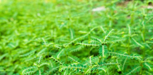 Phyllanthus: dalla vitiligine alla calcolosi renale, i molti usi del Fillanto tagmedicina,Phyllanthus