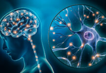 Le Neuroscienze aiutano a potenziare le performance tagmedicina,Cervello