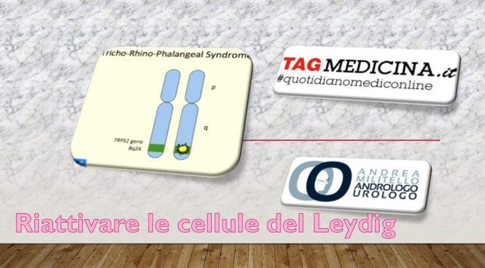 Nuovi studi genetici per riattivare l’attività delle cellule del Leydig tagmedicina, leydig