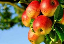 Autunno….ecco il tempo delle mele tagmedicina,mele