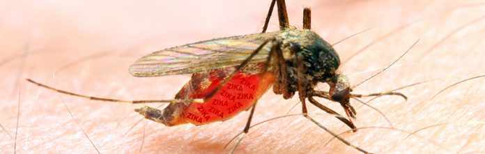 tagmedicina,Malaria