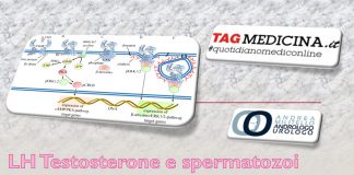 tagmedicina,spermatogenesi