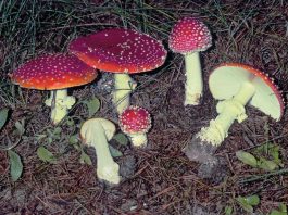 Storia e Antropologia dell’Agarico Muscario tagmedicina,Muscario