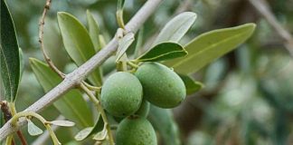 tagmedicina,olive