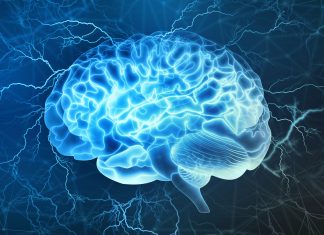 NEGLI ESSERI VIVENTI IL CERVELLO È IL MICROPROCESSORE ED IL CUORE IL MOTORE tagmedicina,CERVELLO