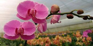 tagmedicina,Orchidee