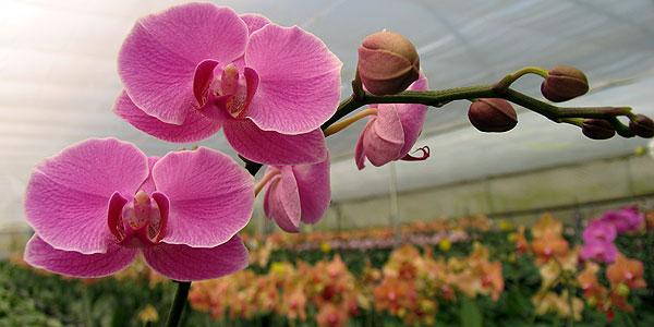 tagmedicina,Orchidee