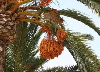 Coppie infertili, estratto di palma da dattero migliora la funzione sessuale
