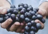 L’uva protegge la pelle dai danni ultravioletti