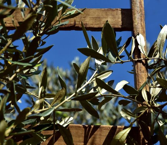 ULIVI, OLIO, DIETA MEDITERRANEA