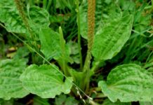 Gola irritata, la piantaggine arriva in aiuto con proprietà calmanti e antinfiammatorie