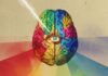 I segreti della percezione: un viaggio tra neuroestetica e neurobotanica