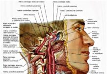 GLI ACUFENI? UN ECODOPPLER NATURALE